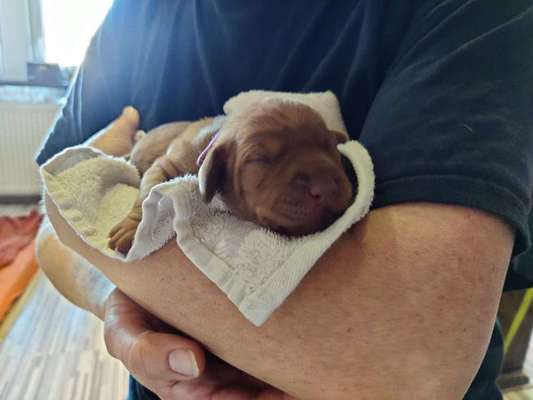 Welpen Bilder !-Beitrag-Bild