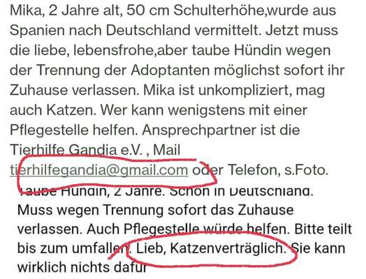 Tierschutzhunde suchen ein Zuhause-Beitrag-Bild