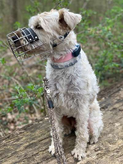 Gibt es hier Irish Soft Coated Wheaten Terrier Besitzer?-Beitrag-Bild