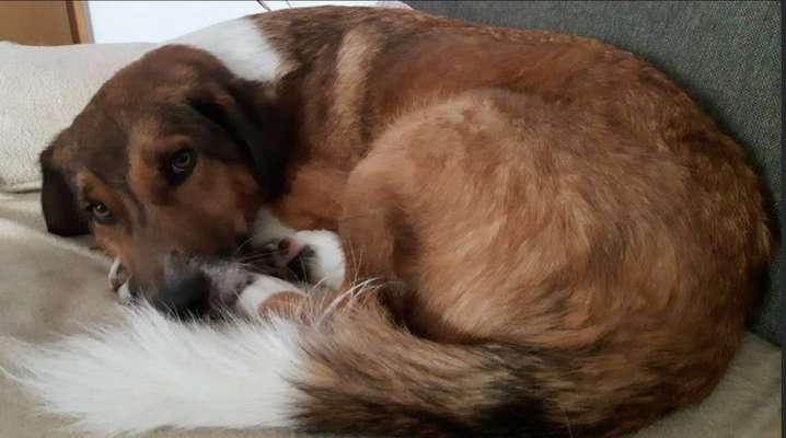 Mischlingshunde Foto Aufruf-Beitrag-Bild