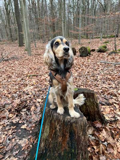 Hundetreffen-Gemeinsamer Spaziergang-Bild
