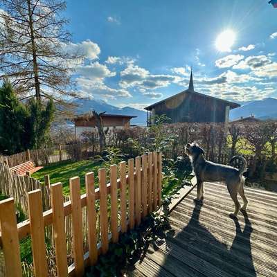 Hundetreffen-Gassi gehen-Bild