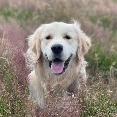 Hundetreffen-Spielen und Toben-Bild