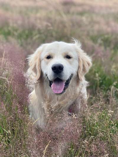 Wo sind die Golden Retriever Liebhaber?-Beitrag-Bild