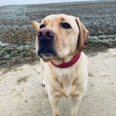 Hundetreffen-Neue Hundefreunde kennenlernen-Profilbild