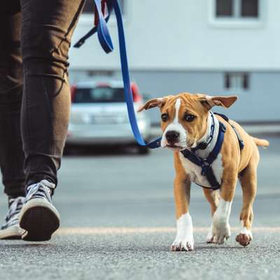 Hundetreffen-Social Walk Bezirk BL/Wien-Bild