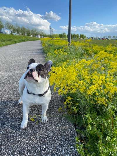 Die Dogorama Monats Challenge "Es grünt und blüht"-Beitrag-Bild