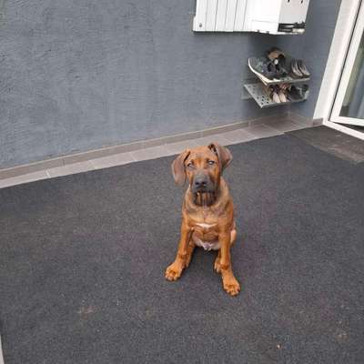 Hundetreffen-Gassirunde/Spielrunde-Bild