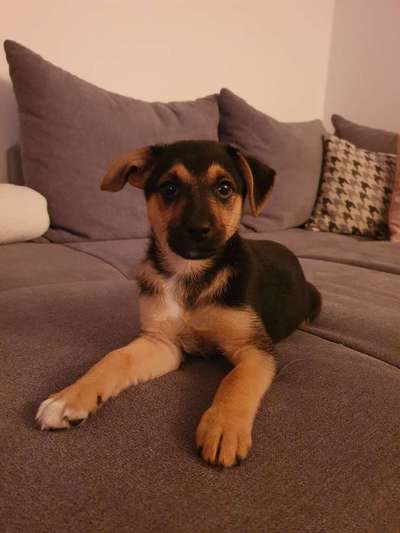 Welpen Bilder !-Beitrag-Bild