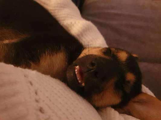 Lustigsten Grimassen von euren Hunden-Beitrag-Bild