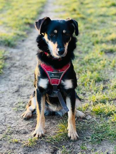 Mischlingshunde Foto Aufruf-Beitrag-Bild