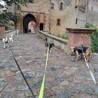 Hundetreffen-Rudel sucht Wanderfreunde, evtl. Spielkameraden-Bild