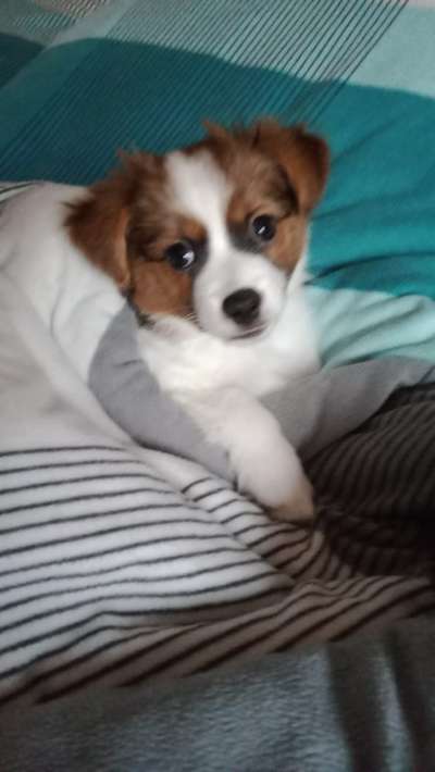 Welpen Bilder !-Beitrag-Bild