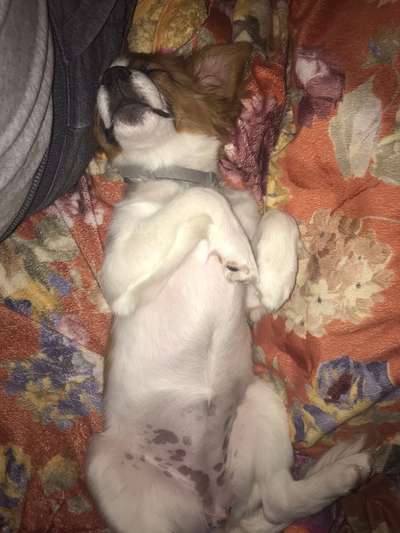 Welpen Bilder !-Beitrag-Bild