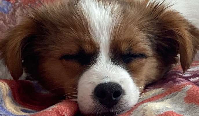 Welpen Bilder !-Beitrag-Bild