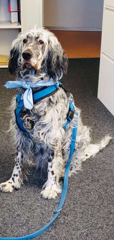 Englisch Setter?-Beitrag-Bild