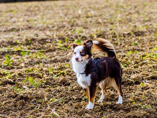 Hundetreffen-Hundebegegnung trainieren-Bild