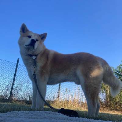 Akita Inu/American Akita (Mix) halter.-Beitrag-Bild