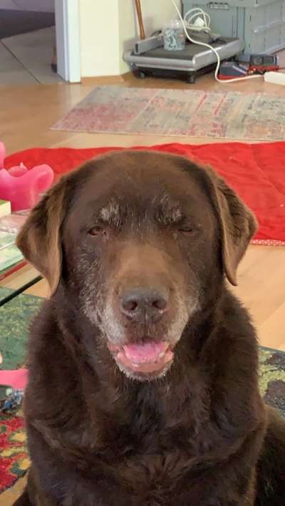 Unsere Fellnasen im Regenbogenland-Beitrag-Bild