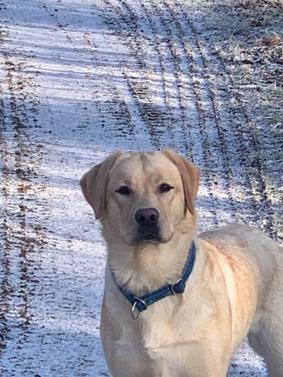 Dogorama Photo Challenge - Winterstimmung-Beitrag-Bild