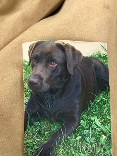 Wie kamst du zu deinem Hund?-Beitrag-Bild