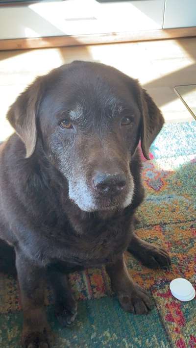 Unsere Fellnasen im Regenbogenland-Beitrag-Bild