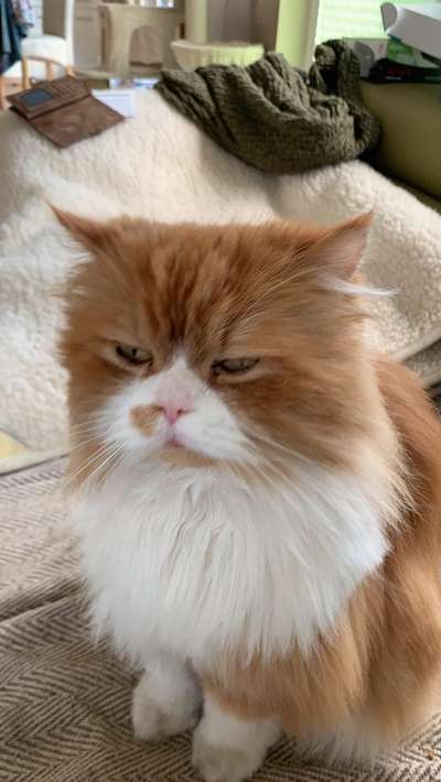 Unsere Fellnasen im Regenbogenland-Beitrag-Bild