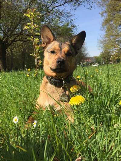 Wie heißt dein Hund?-Beitrag-Bild