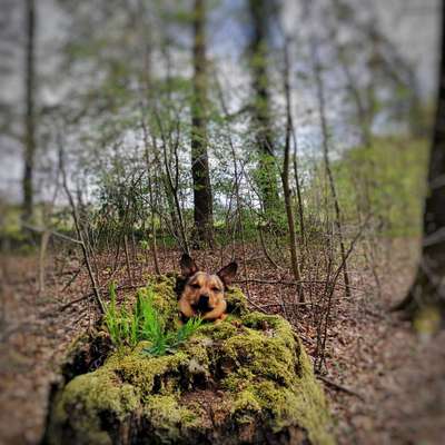 Dogorama Photo Challenge- Wurzeln-Beitrag-Bild