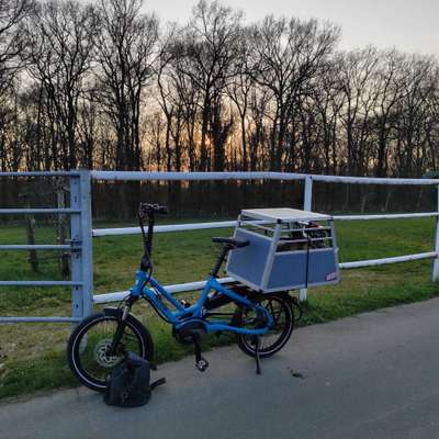 Lastenfahrrad mit Hund-Beitrag-Bild