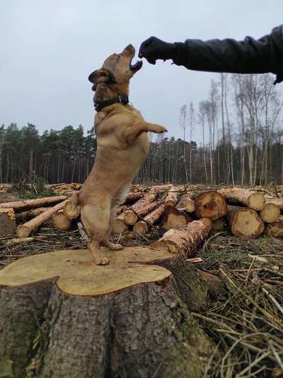 Mischlinge raten - Rätselspaß-Beitrag-Bild