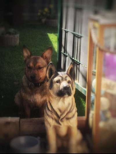 Dogorama Photo Challenge - Gegensätze-Beitrag-Bild