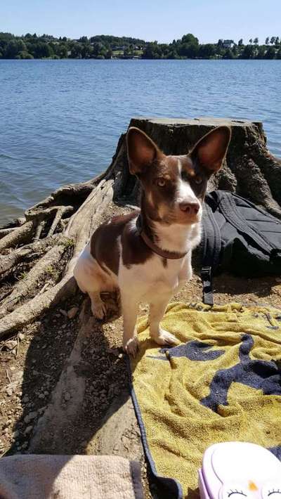 Dein Hund im Dogorama-Kalender 2021-Beitrag-Bild