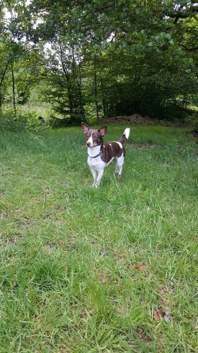 Dein Hund im Dogorama-Kalender 2021-Beitrag-Bild