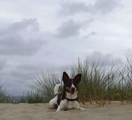 Dein Hund im Dogorama-Kalender 2021-Beitrag-Bild