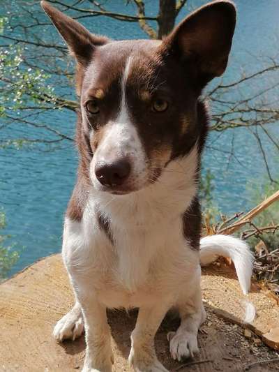 Dein Hund im Dogorama-Kalender 2021-Beitrag-Bild