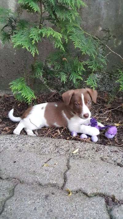 Welpen Bilder !-Beitrag-Bild