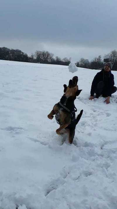 Zeigt die schönsten Schneebilder von eurer Fellnase ❄️-Beitrag-Bild