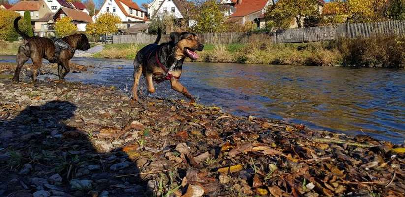 Dogorama-Monats-Challenge-Mai "Wasser"-Beitrag-Bild