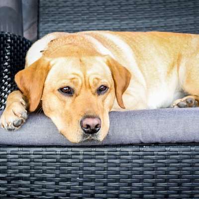 Hundetreffen-2,5 Jahre junge Labrador Dame sucht Bekanntschaften-Bild