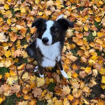 Hundetreffen-Spielrunde-Bild