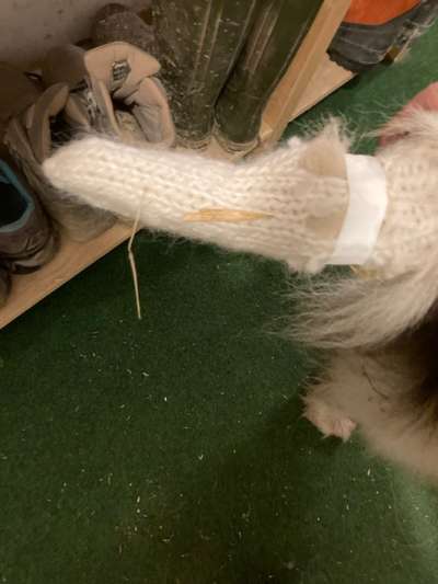 Happy Tail Syndrome - Tipps für Verband an Rute?-Beitrag-Bild