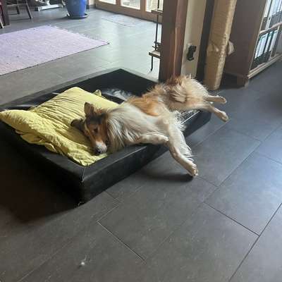 Welche besondere Angewohnheiten haben eure Hunde?-Beitrag-Bild