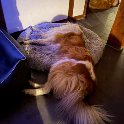 Welche besondere Angewohnheiten haben eure Hunde?-Beitrag-Bild