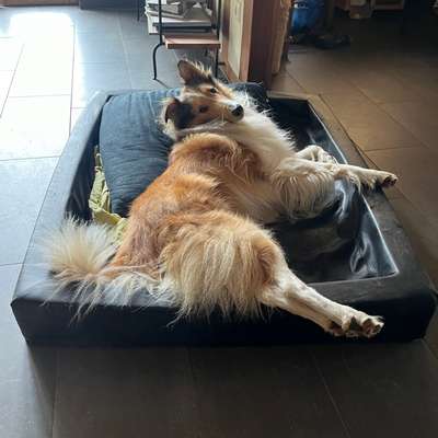 Welche besondere Angewohnheiten haben eure Hunde?-Beitrag-Bild