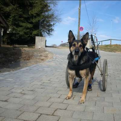 Gelähmter Hund, ein Leben mit Rolli-Beitrag-Bild