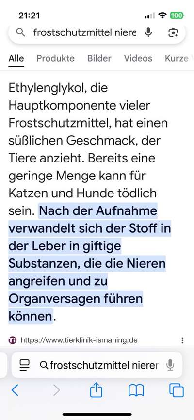 Angehendes Nierenversagen 2 Jähriger Rüde-Beitrag-Bild