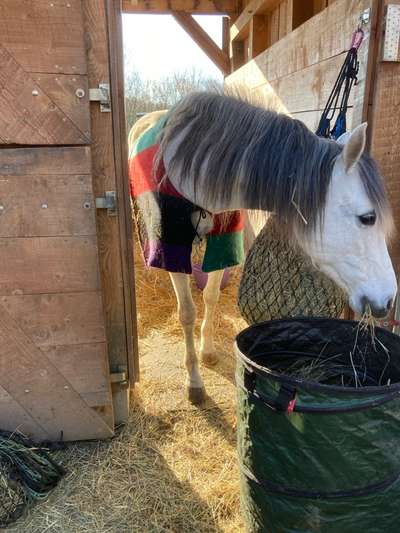 Happy Tail Syndrome - Tipps für Verband an Rute?-Beitrag-Bild