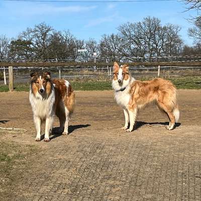 Reinrassige Hunde?-Beitrag-Bild