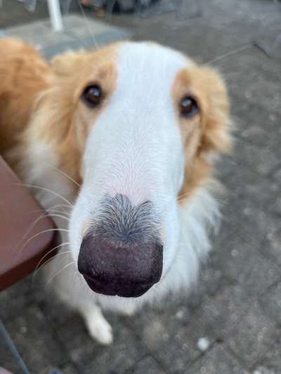 Die lustige Welt der Hunde-Mimik :)-Beitrag-Bild